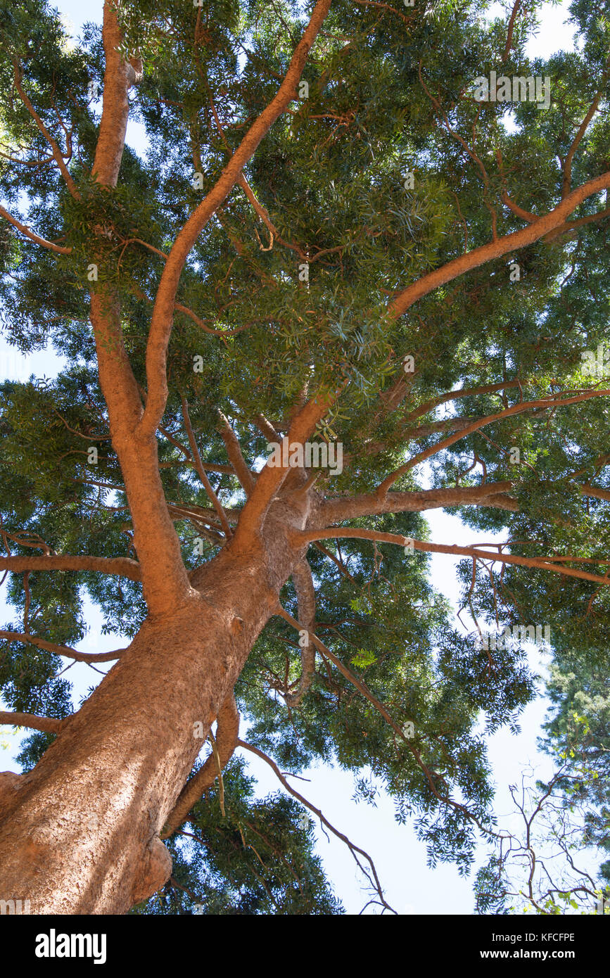 Queensland Kauri tree, Agathis robusta, Watt Park, Lavender bay, Sydney Stock Photo