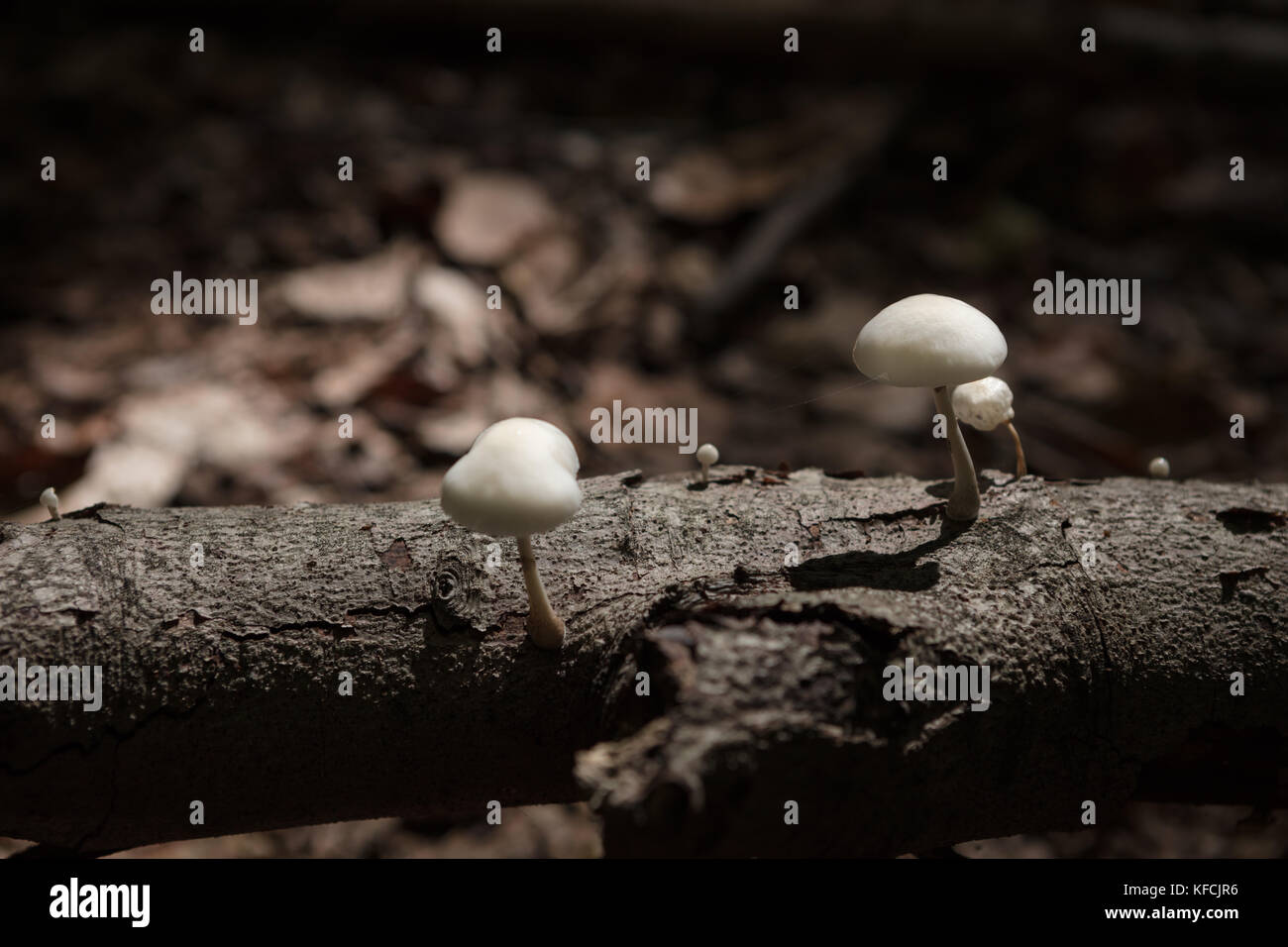 Close-Up Of white Mushrooms, growing on dead wood Stock Photo - Alamy