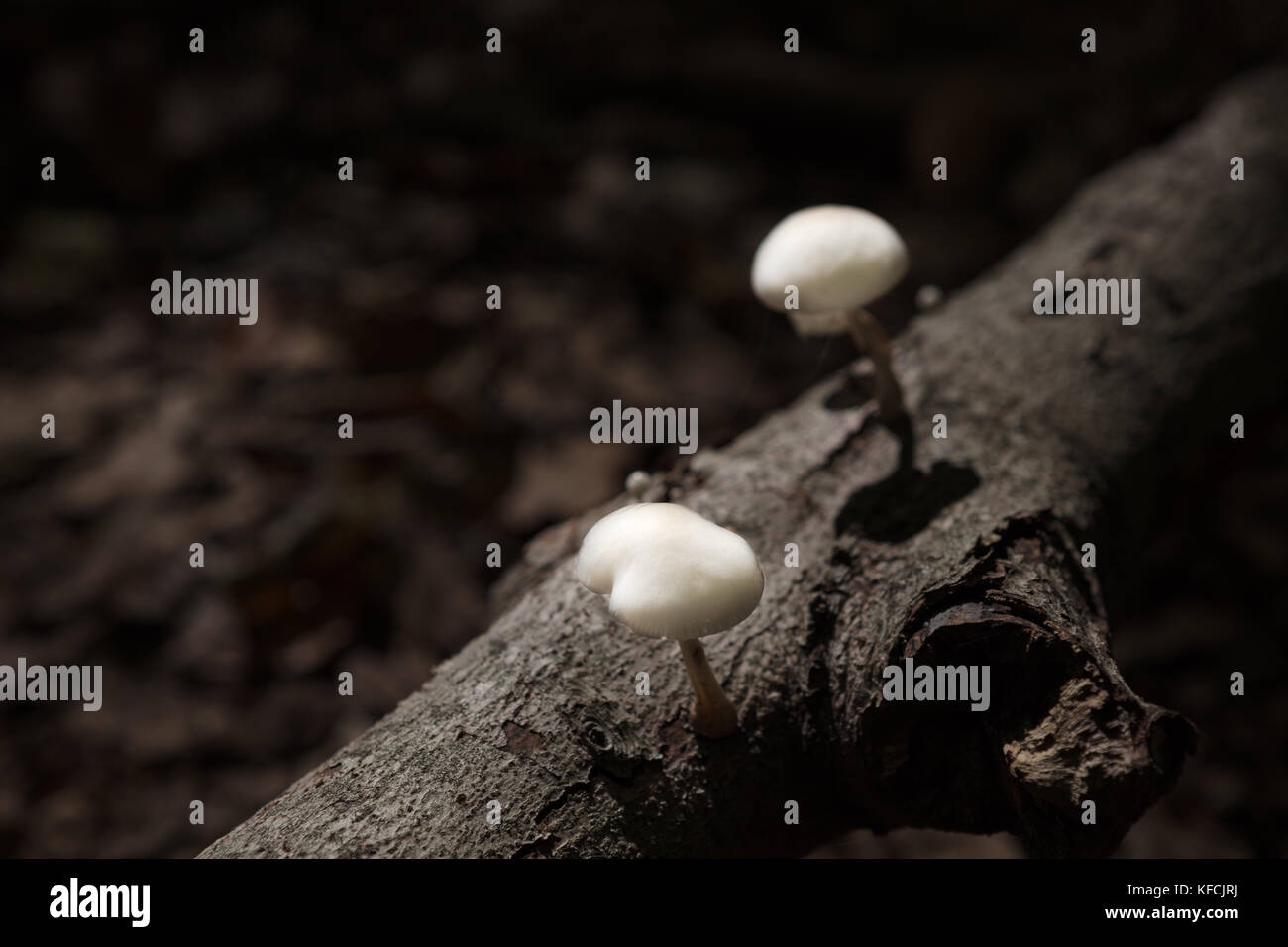 Close-Up Of white Mushrooms, growing on dead wood Stock Photo - Alamy