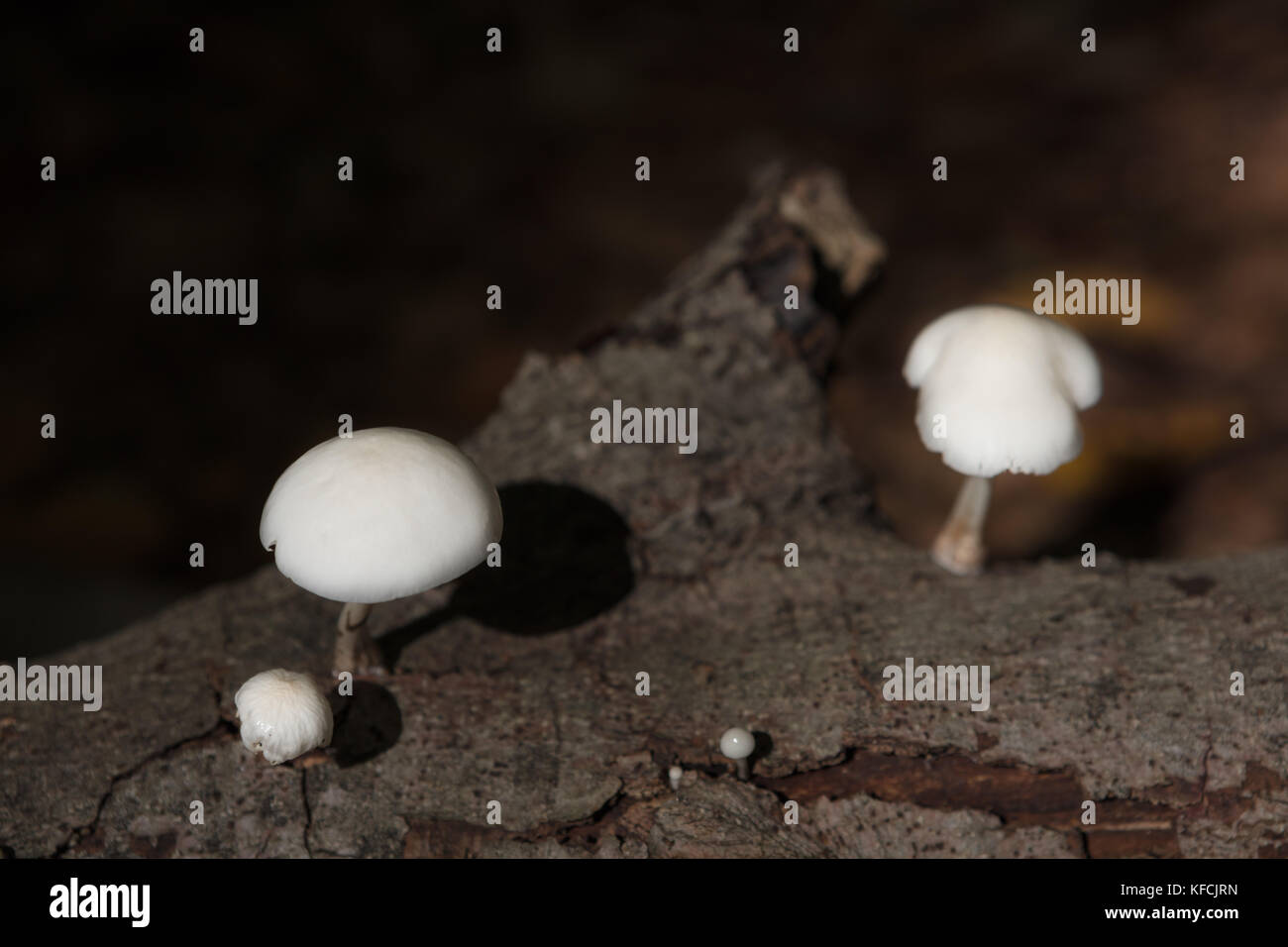 Close-Up Of white Mushrooms, growing on dead wood Stock Photo - Alamy
