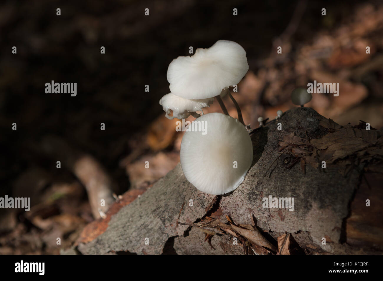 CloseUp Of white Mushrooms, growing on dead wood Stock Photo Alamy