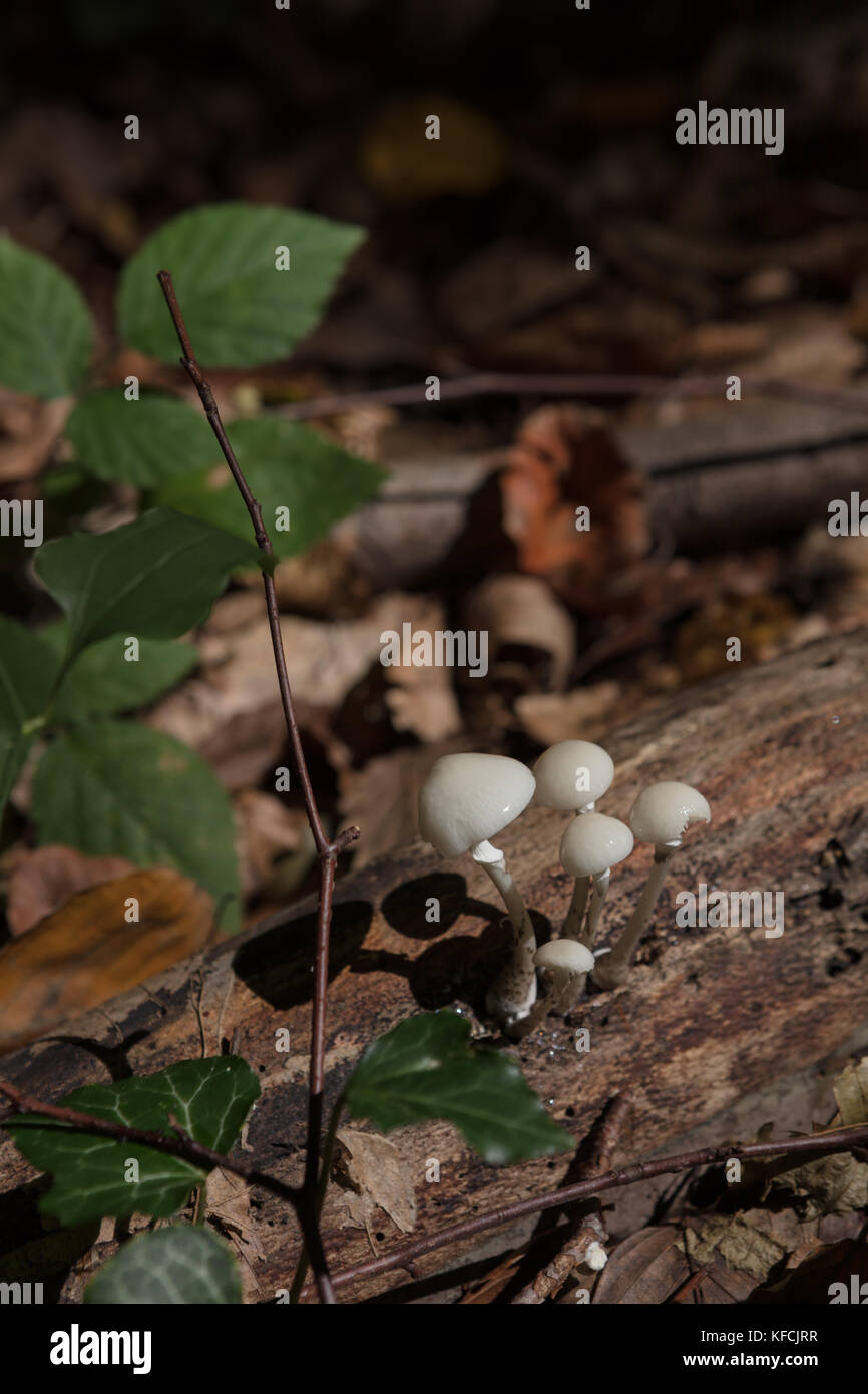 Close-Up Of white Mushrooms, growing on dead wood Stock Photo - Alamy