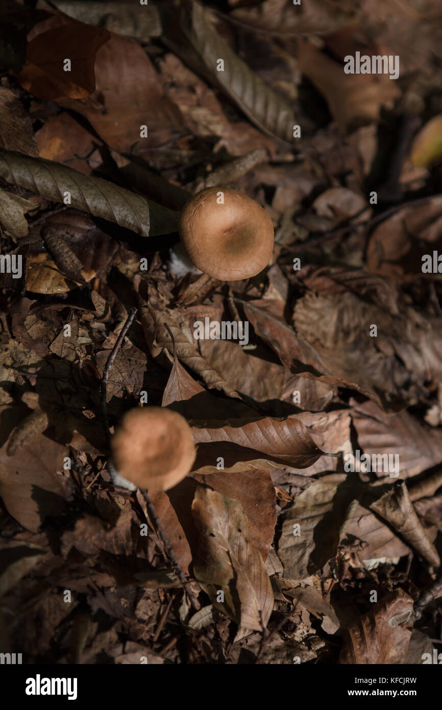 Jack-o-lantern mushrooms (Clitocybe olearia or Omphalotus olearius), Paxillaceae Stock Photo