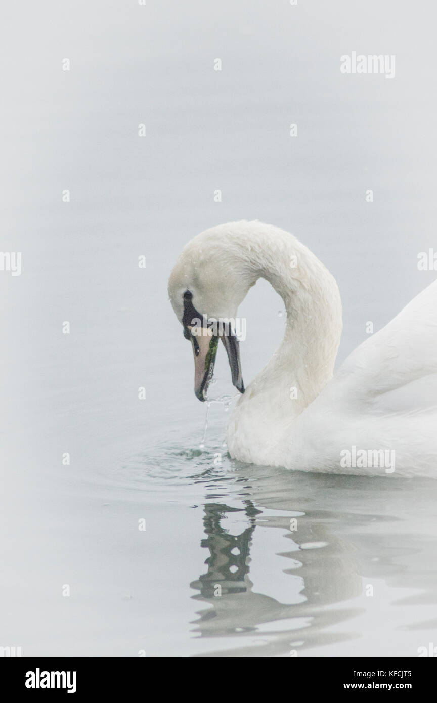Muted colours single swan, head shot - photo Stock Photo