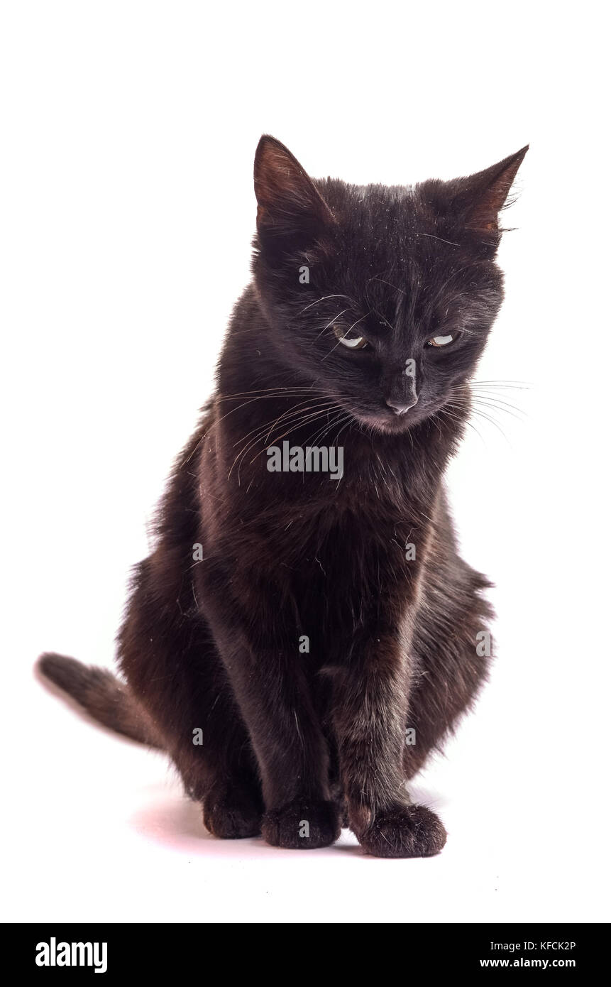 Black Cat sitting and looking at the camera, isolated on white Stock ...