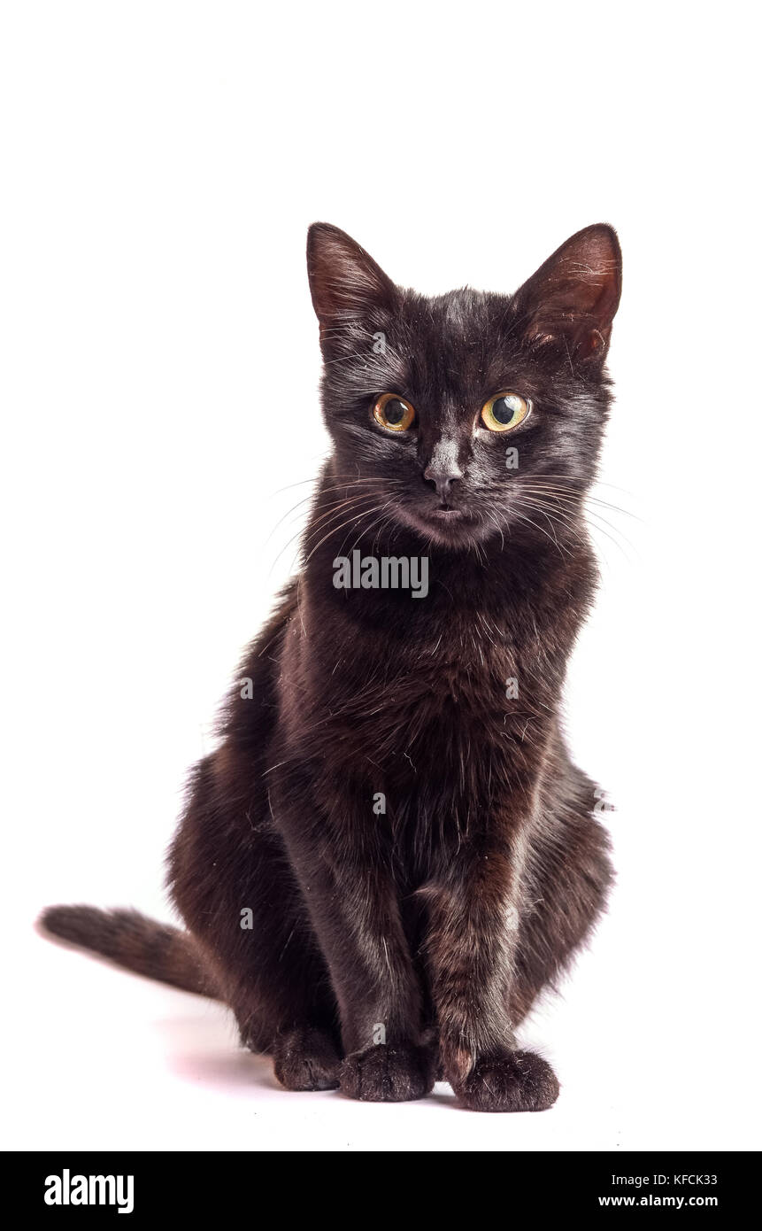 Black Cat sitting and looking at the camera, isolated on white Stock ...
