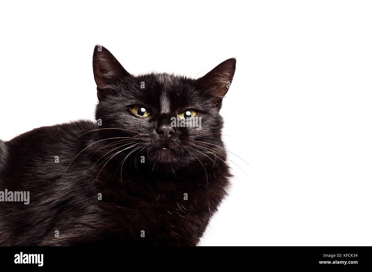 Black Cat sitting and looking at the camera, isolated on white Stock ...