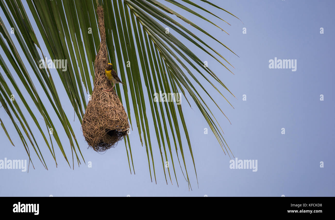 Weaving the coconut leaf hires stock photography and images Alamy