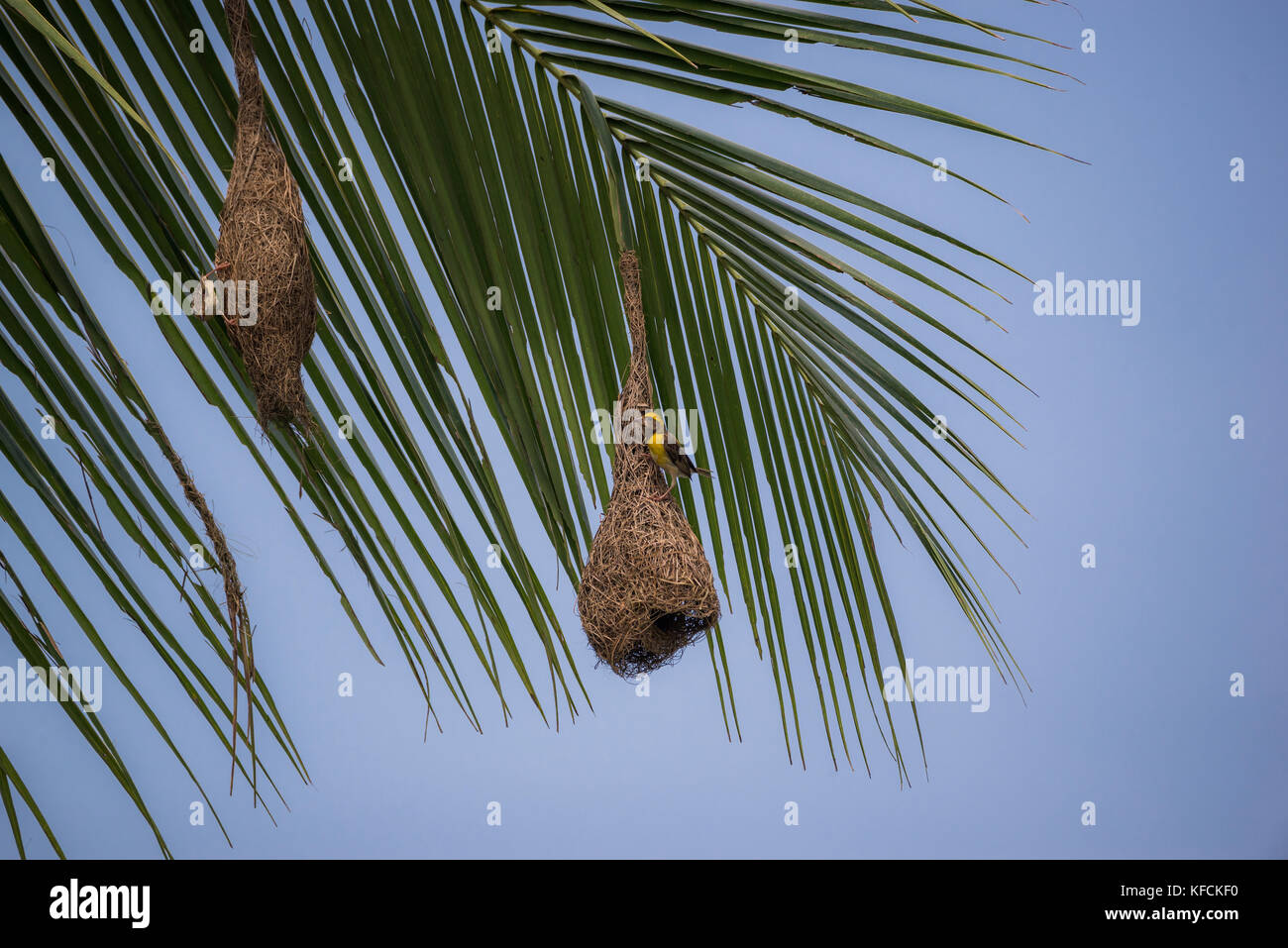 Baya weaver birds on its nests hanging from a coconut tree Stock Photo