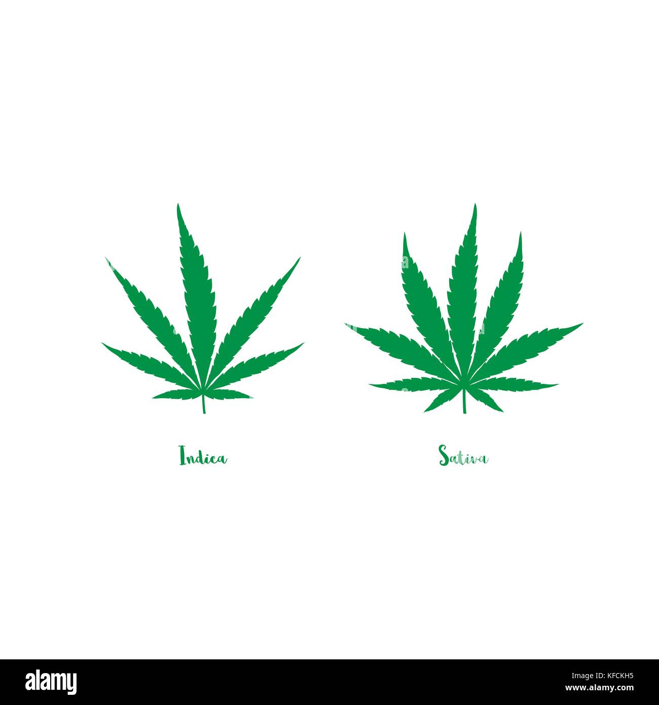 Where Is Sativa Rose