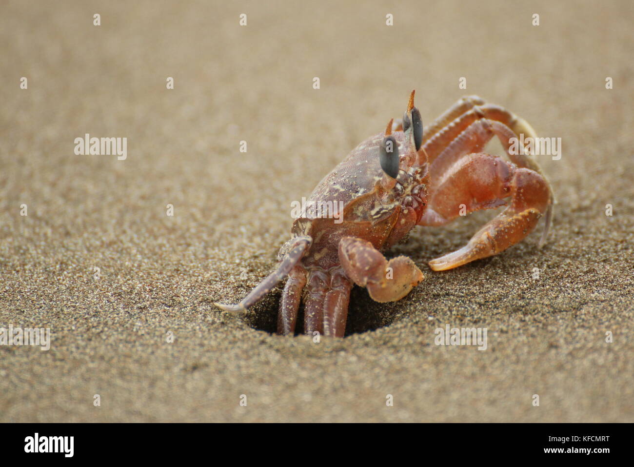 Ghost crab (Ocypode sp.) close up, hiding in his hole in the sand. Ballena National Park, Costa Rica. Stock Photo