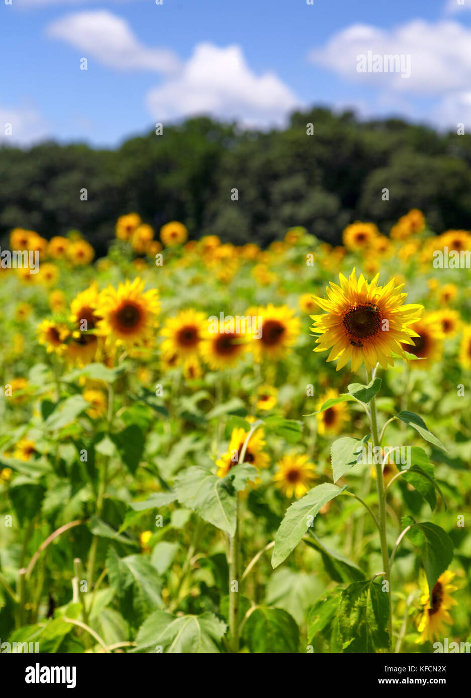 A field of brilliant yellow sunflowers in a sunny, summer field Stock ...