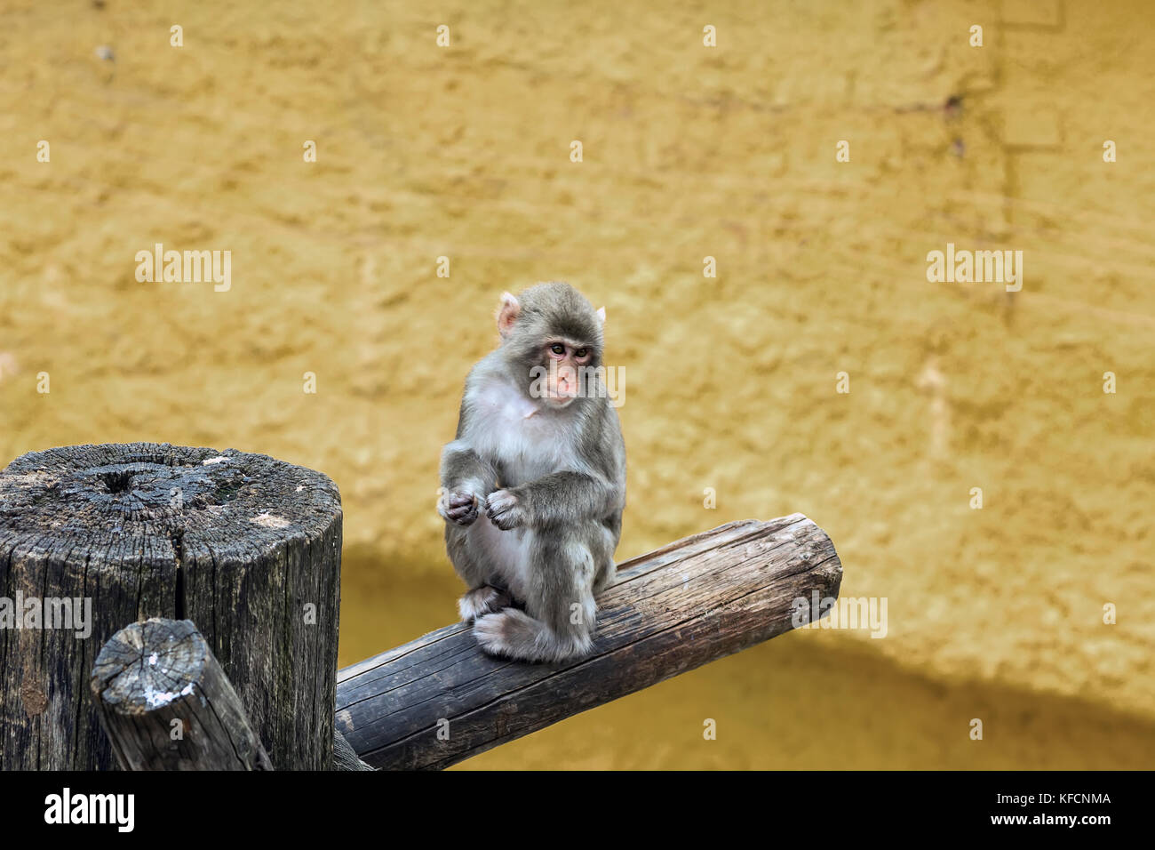 Snow monkey in the north of Honshu near residential buildings at summer Stock Photo