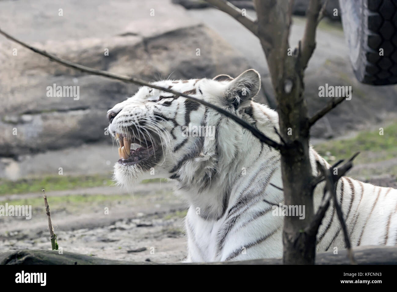 Rare white tiger , shootin from far , summer 2017 Stock Photo