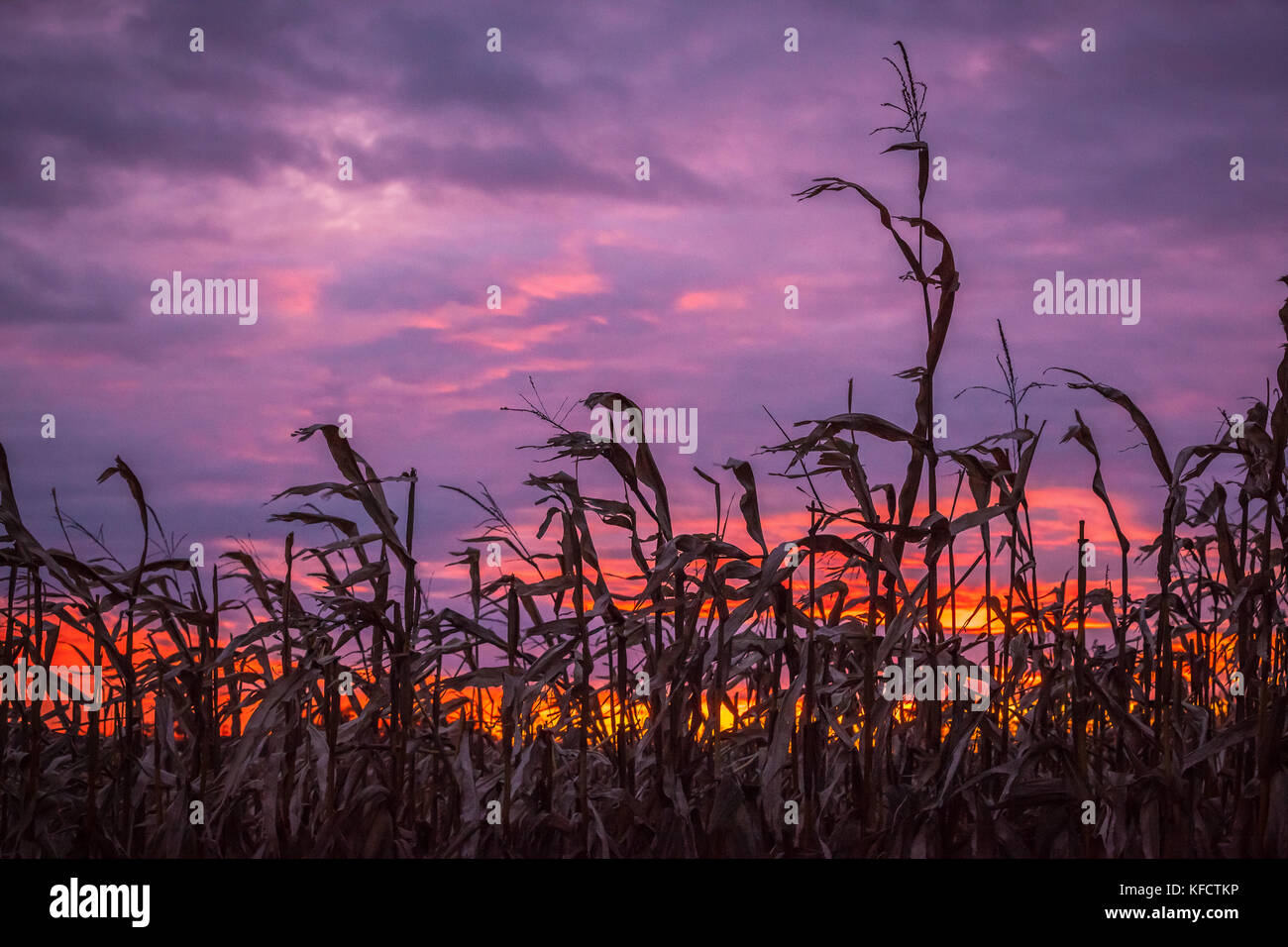 Wind whipped corn stalks silhouetted agains a dramatic purple and orange fall sunset. Stock Photo