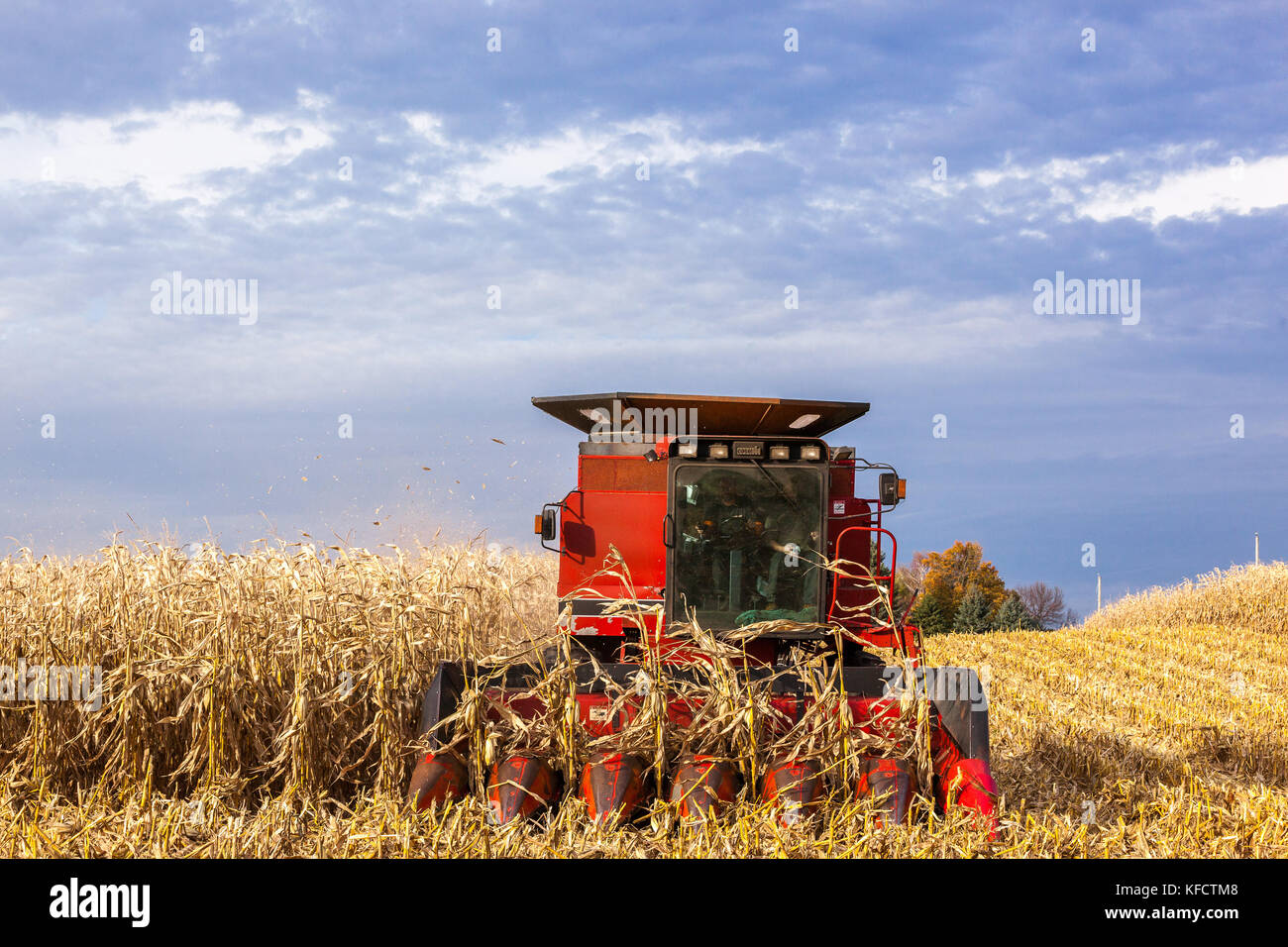 A Case IH combine emerging from the corn stalks while harvesting field corn with a dramatic sky. Stock Photo