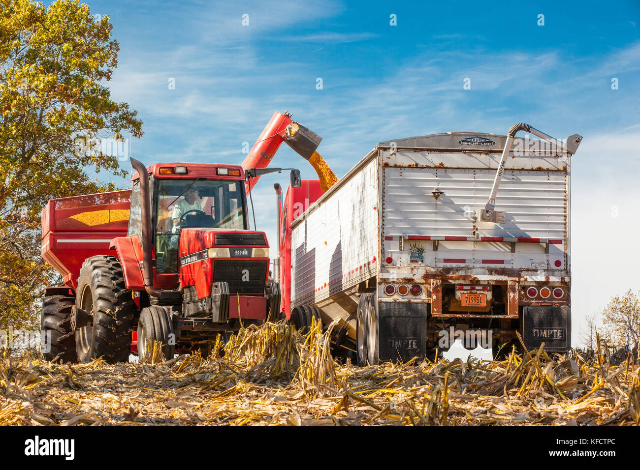 A farmer unloads corn from a grain cart onto a semi trailer for transport from a Wisconsin farm on a sunny day. Stock Photo