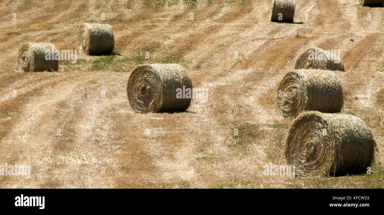 Hay bales field,Tuscany,Orcia valley,Italy Stock Photo - Alamy