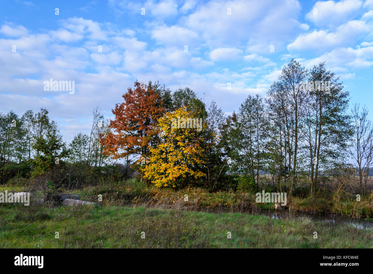 Trees in autumn color Stock Photo - Alamy