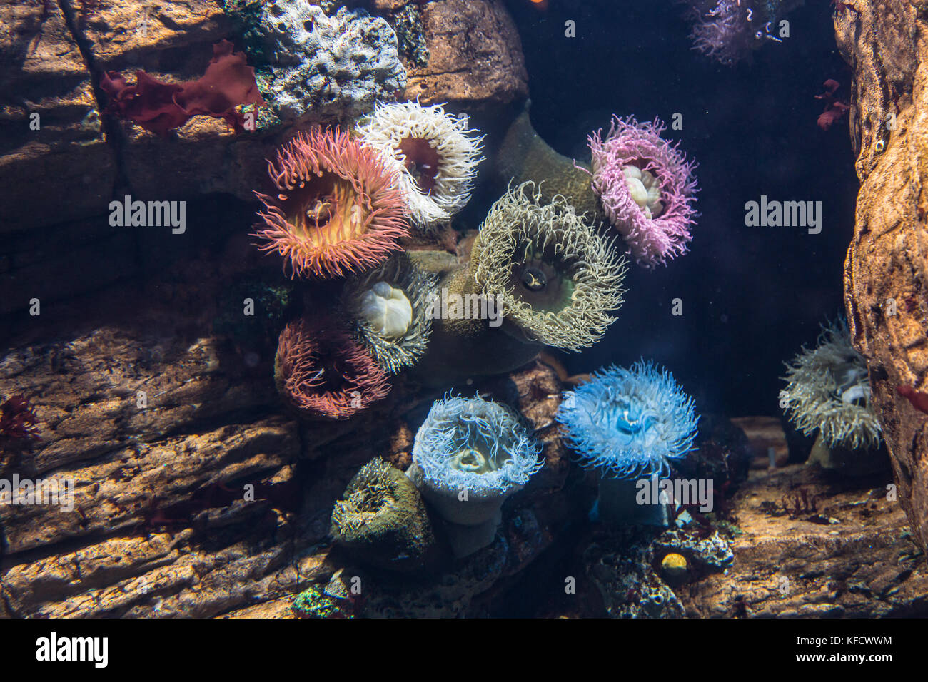 Aquatic Plants and Bubble-tip Anemone inside Aquarium. Stock Photo