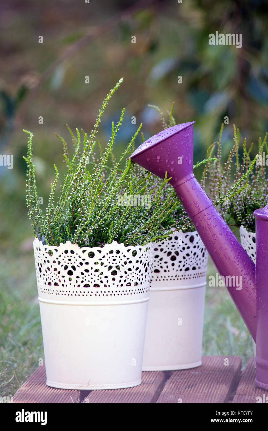 Young heathers in the white flowerpots. Calluna vulgaris in a pot on the balcony Stock Photo