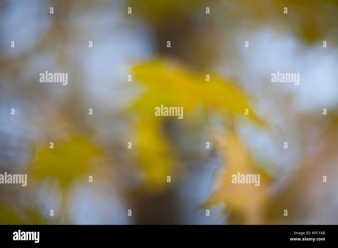 Blurred background with yellow autumn leaves. Beautiful bokeh.  Helios lens. Stock Photo