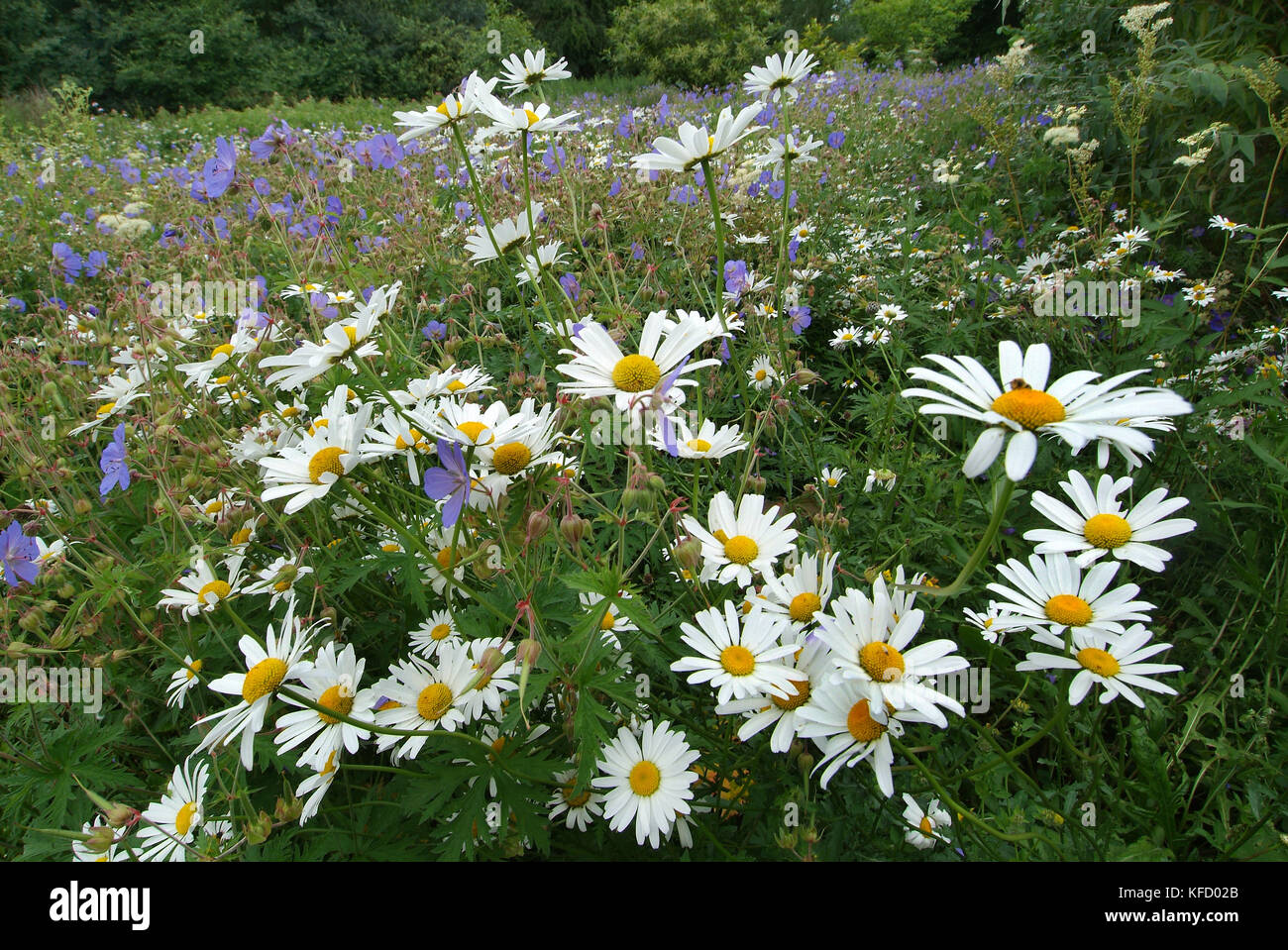 Wildflower flower plants hi-res stock photography and images - Alamy