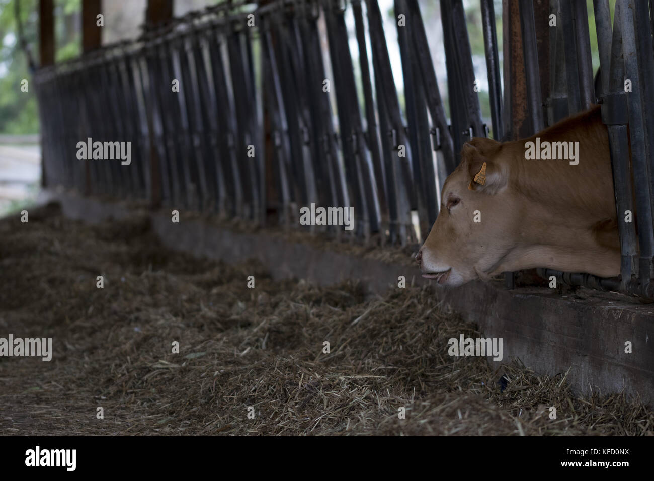 young Ayrshire cattle eating hay in a shed Stock Photo
