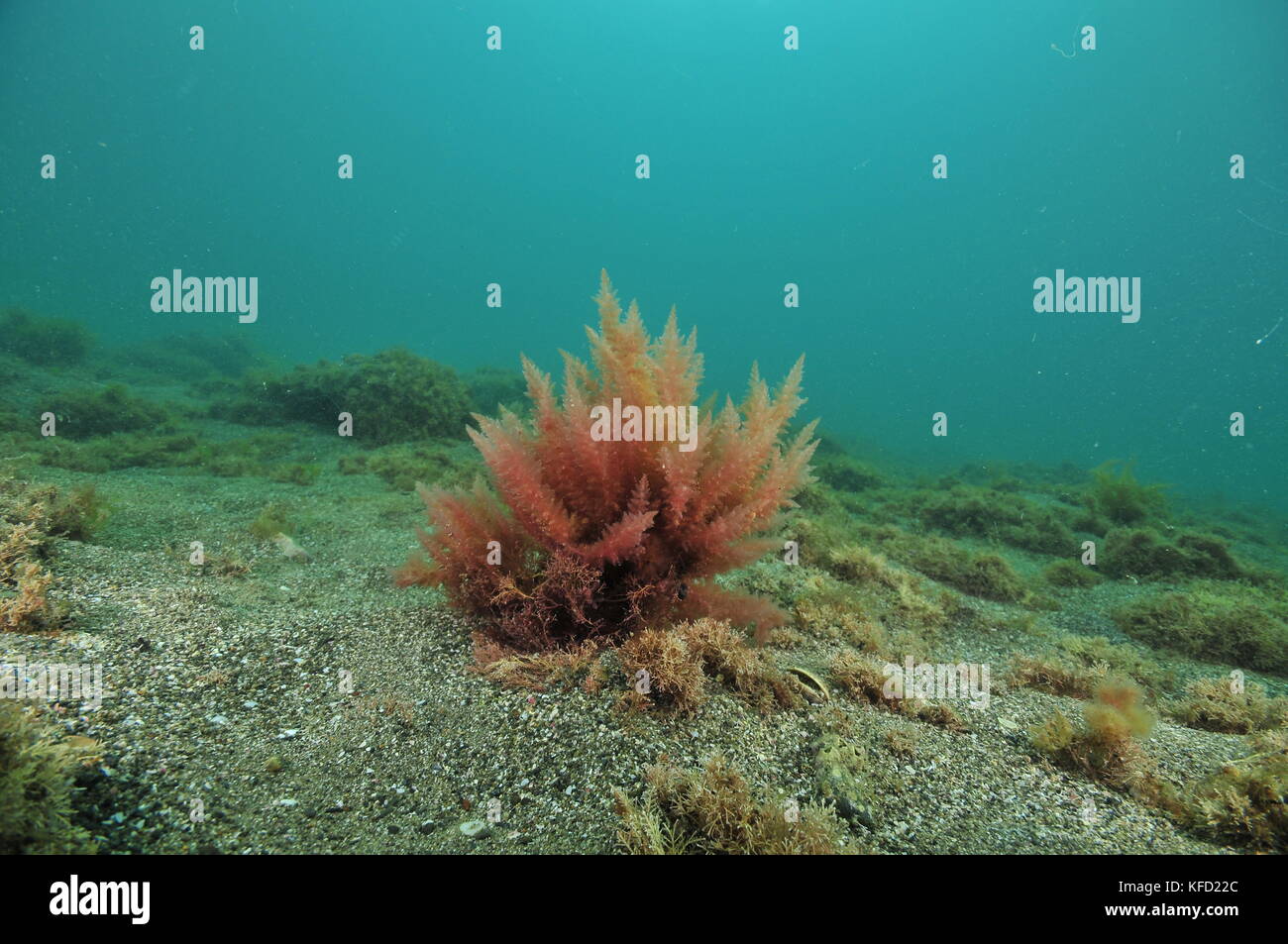 Small lonely bush of red seaweed on flat sandy bottom. Stock Photo