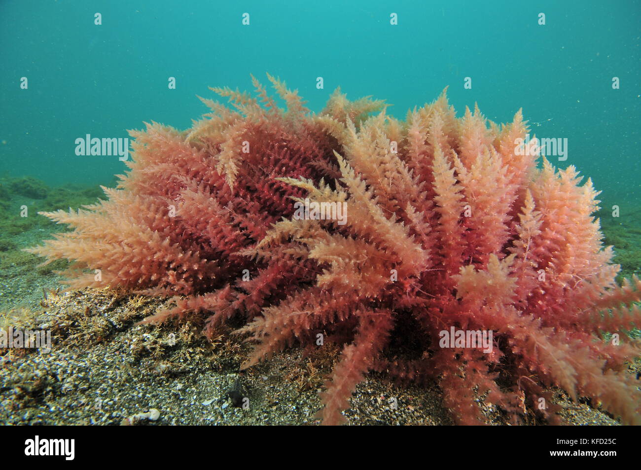 Close-up view of red seaweed bushes on flat sea bottom of coarse sand. Stock Photo