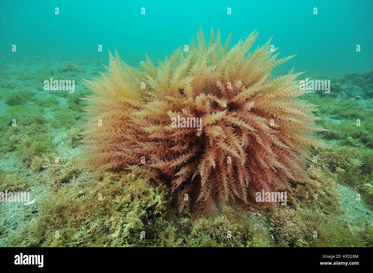 Round bush of red seaweed among algae-covered boulders on flat sandy ocean bottom. Stock Photo