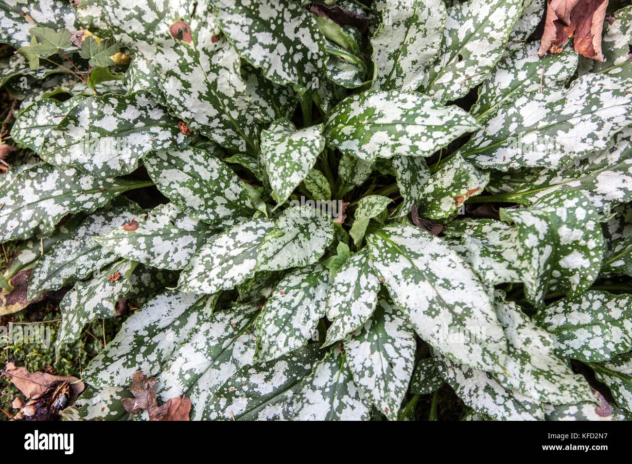 Lungwort, Pulmonaria Diana Clare with silver decorative leaves Stock Photo