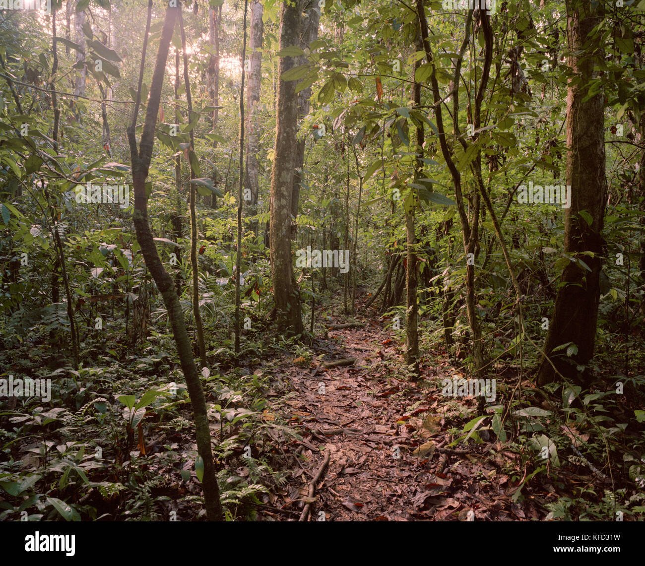 PERU, Amazon Rainforest, South America, Latin America, trees in Amazon