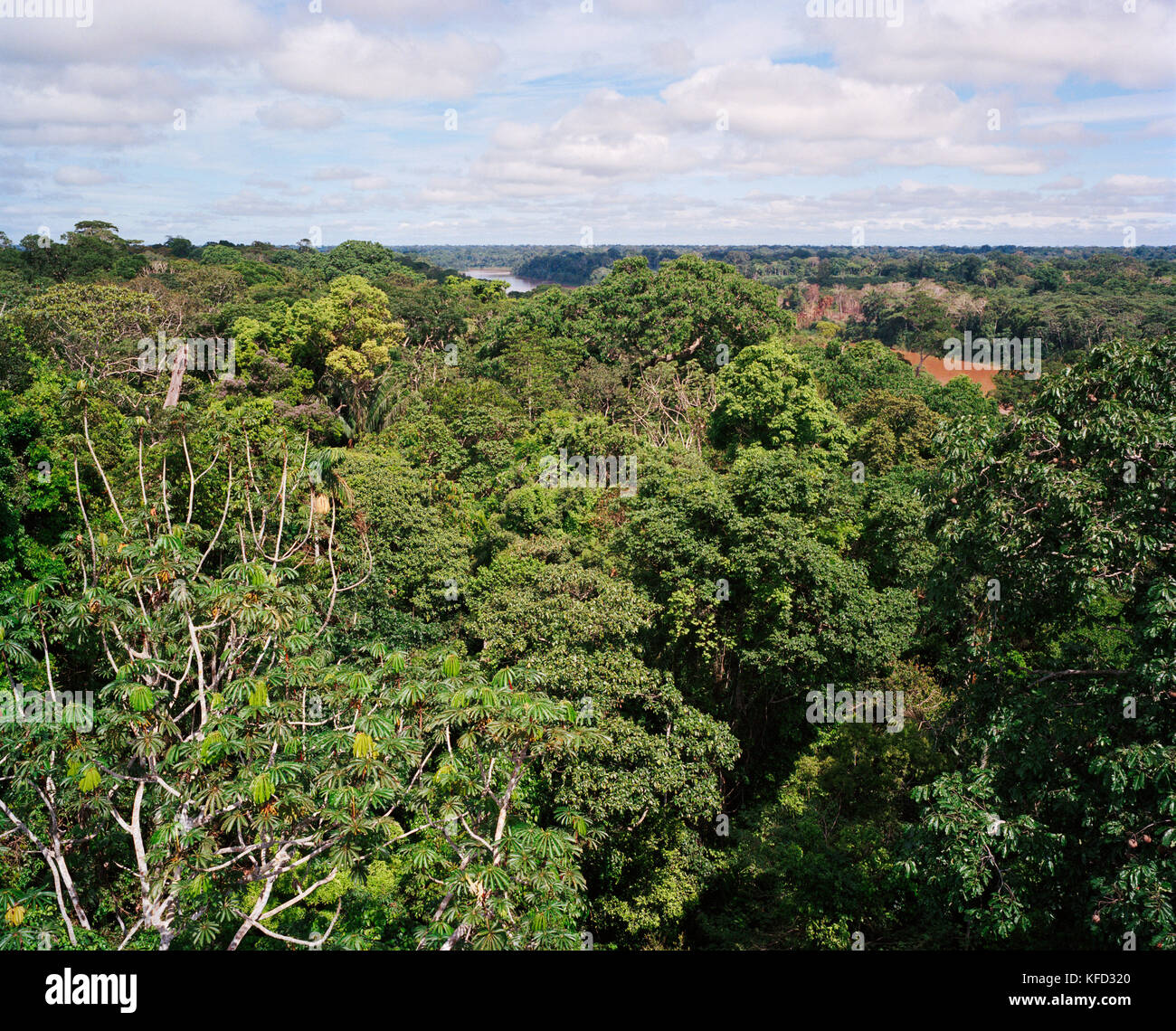 PERU, Amazon Rainforest, South America, Latin America, view of an