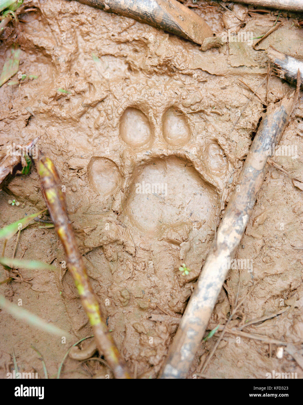 PERU, Amazon Rainforest, South America, Latin America, a Puma print in the  mud Stock Photo - Alamy