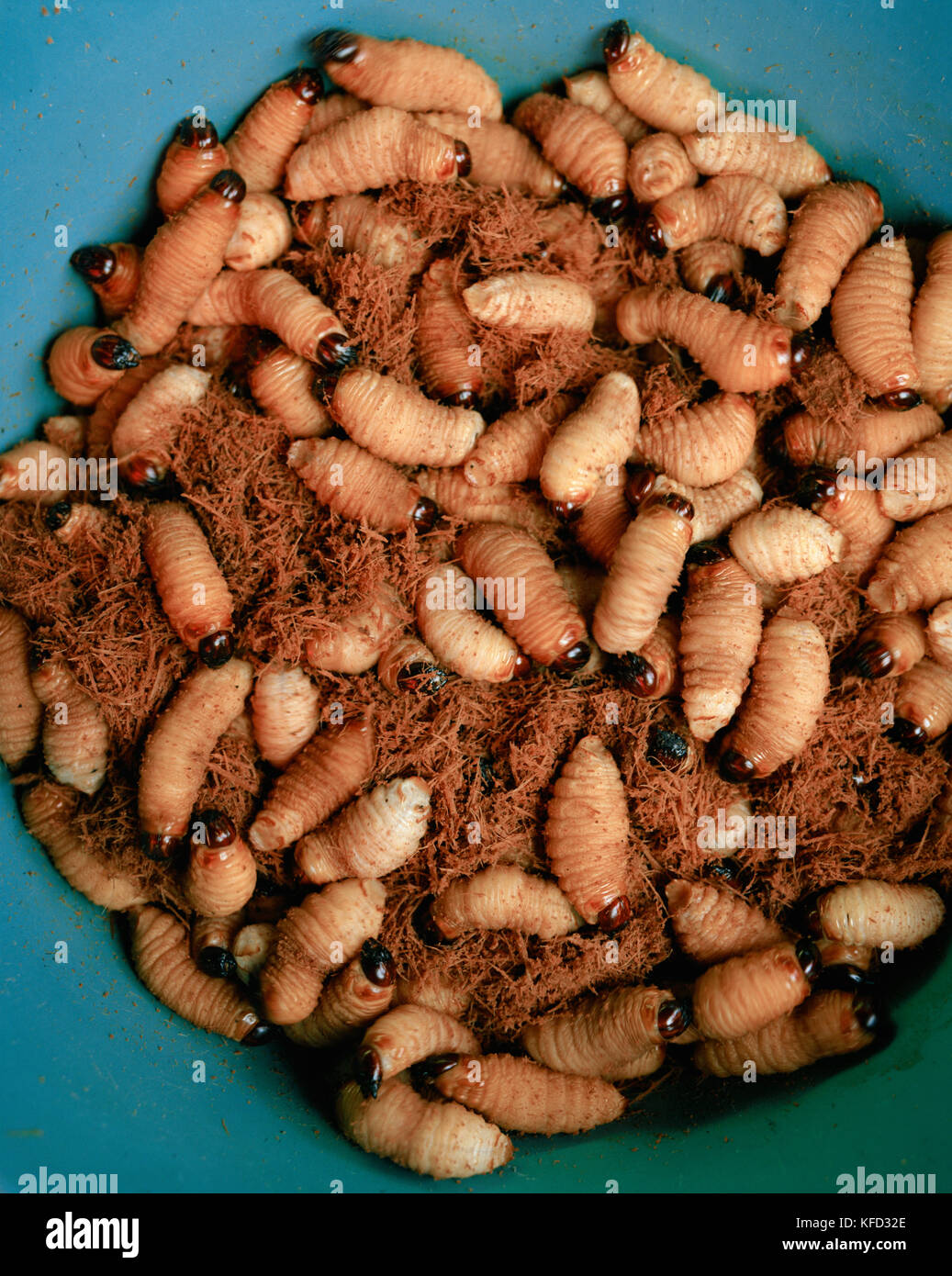 Maggot' hi-res stock photography and images - Page 13 - Alamy
