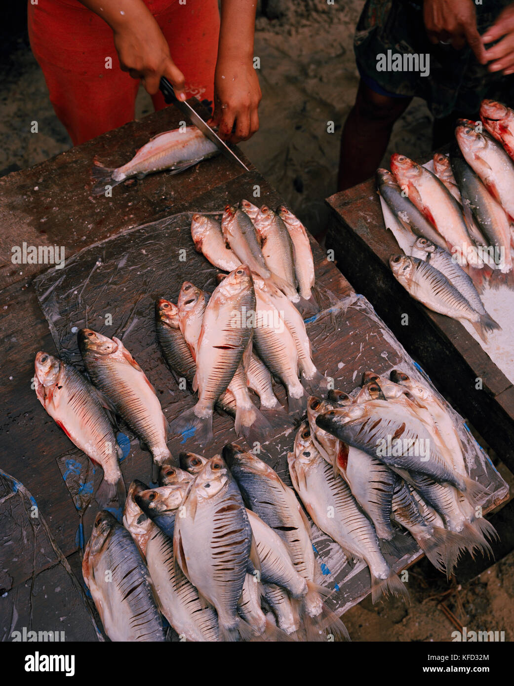 PERU, South America, Latin America, high angle view of dead fishes for sale at Belleavista Market Stock Photo