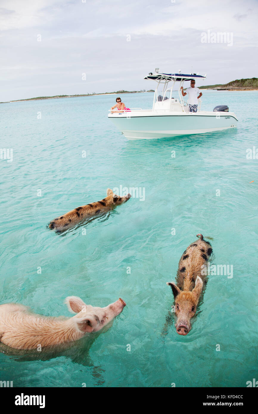 EXUMA, Bahamas. Swimming pigs at Big Major Cay. Stock Photo