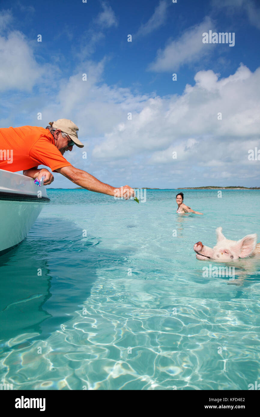 EXUMA, Bahamas. Swimming pigs at Big Major Cay. Stock Photo