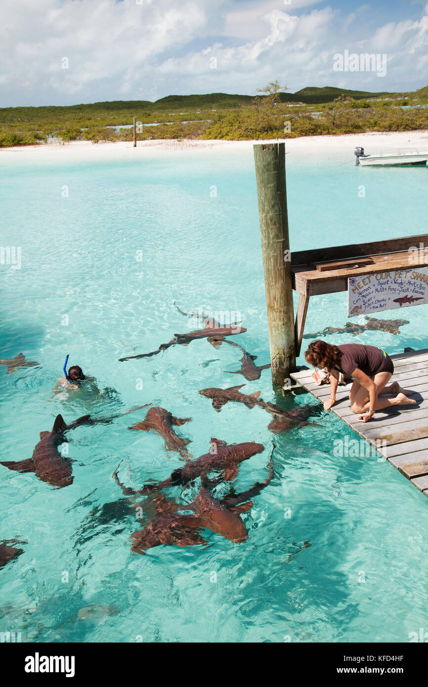 EXUMA, Bahamas. Swimming with docile nurse sharks at the Compass Cay Marina. Stock Photo