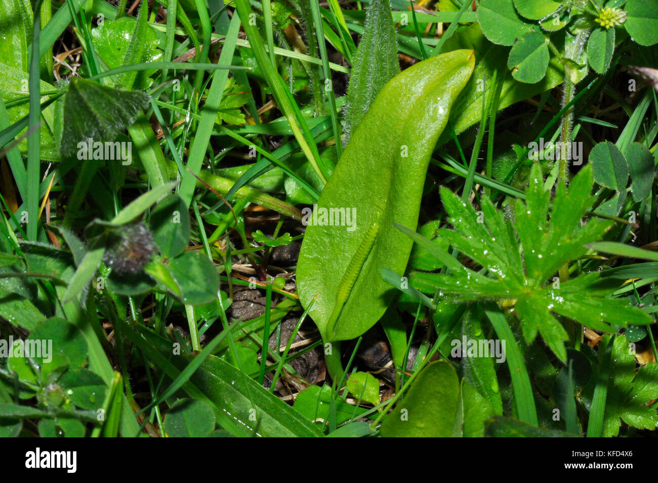 Adders-tongue Fern,'Ophioglossum vulgatum'.Found in old meadows. Indicator of uninproved land.June to August, not common. Somerset. UK. Stock Photo