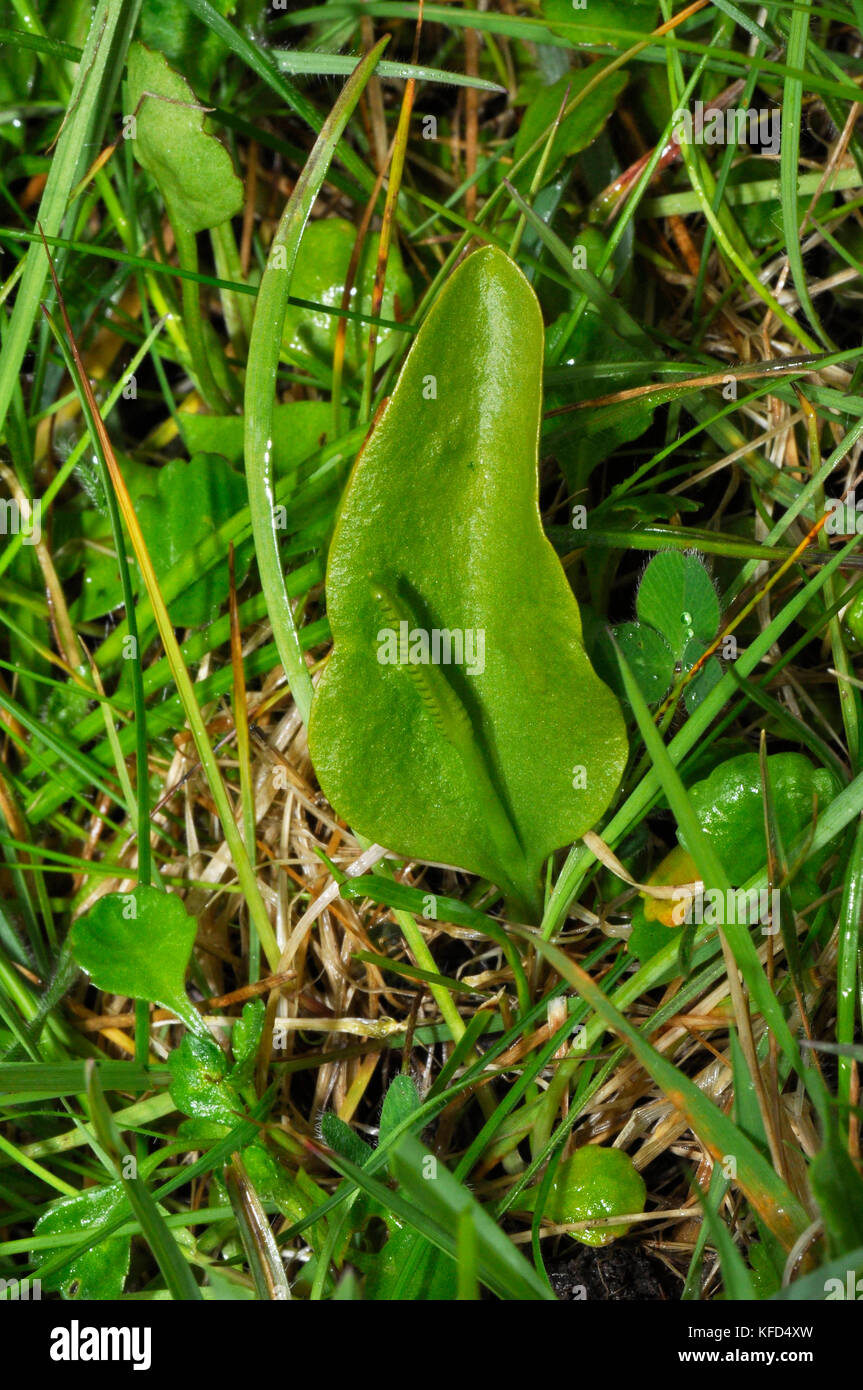 Adders-tongue Fern,'Ophioglossum vulgatum'.Found in old meadows. Indicator of uninproved land.June to August, not common. Somerset. UK. Stock Photo