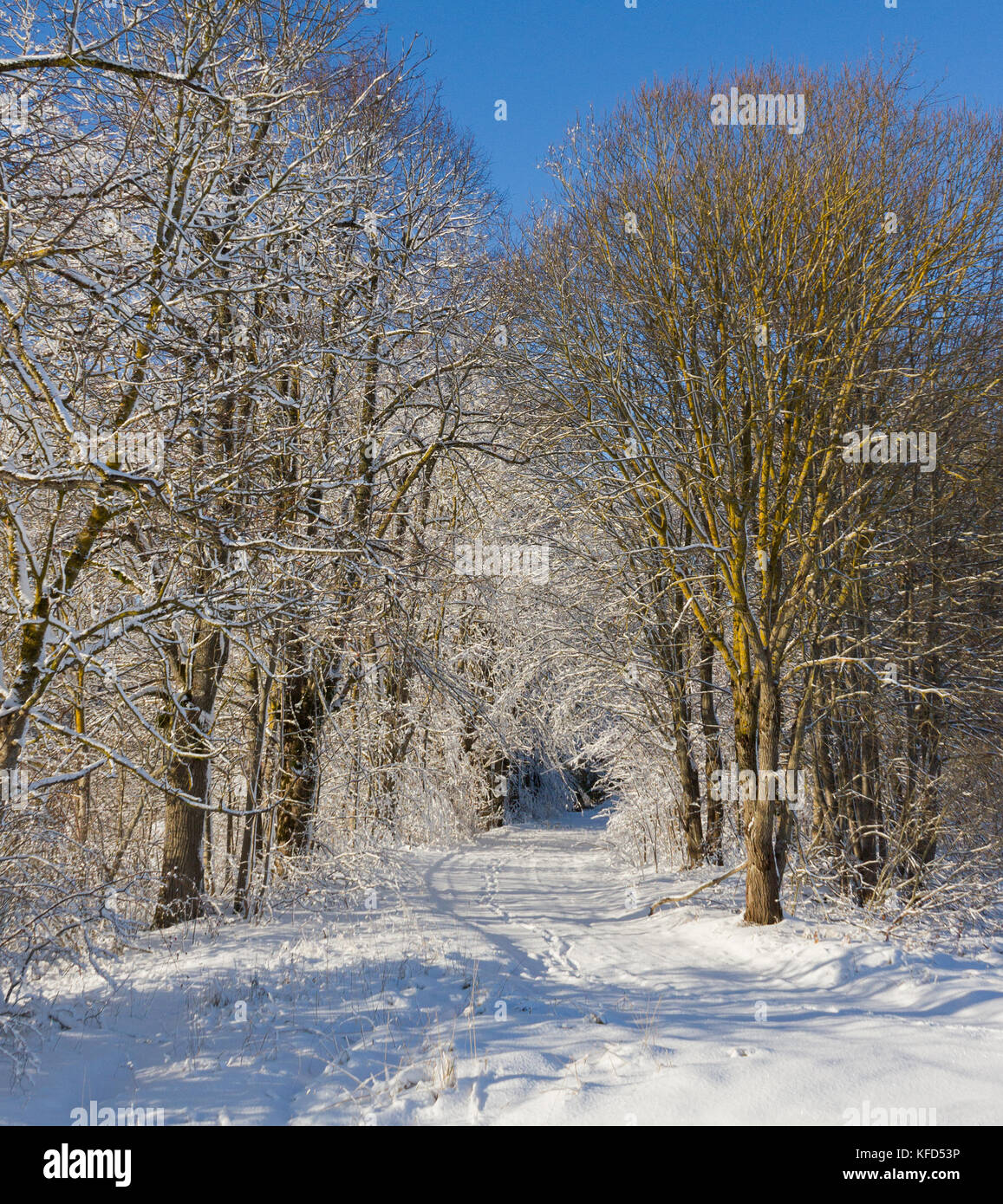 Beautiful winter alley park in a countryside Stock Photo - Alamy