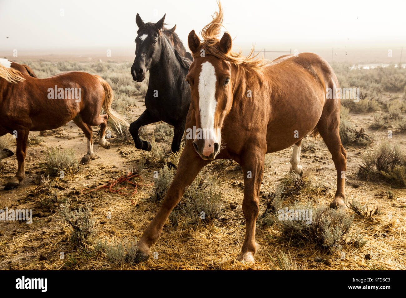 USA, Nevada, Wells, Mustang Monument, A sustainable luxury eco friendly