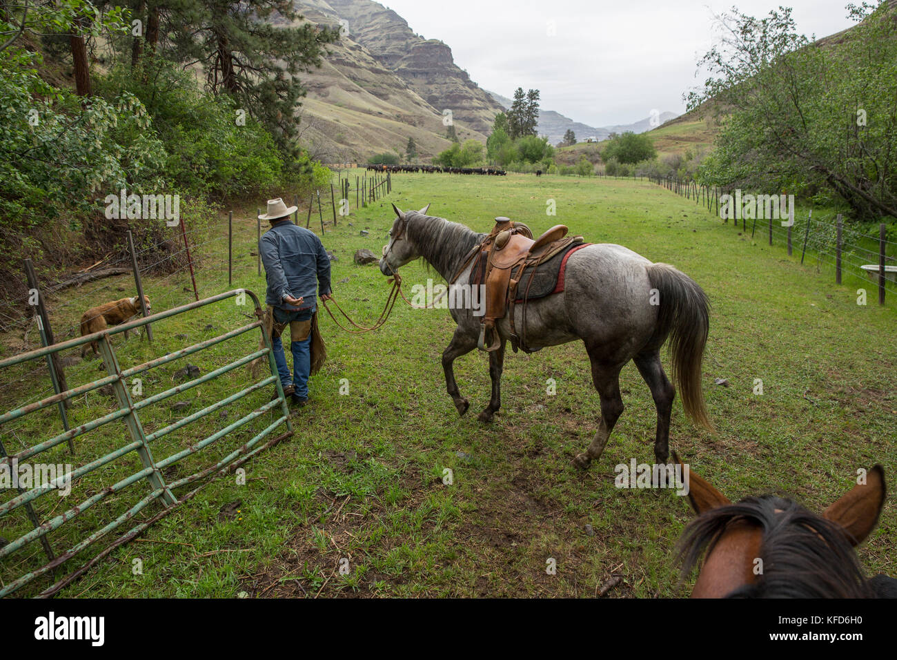USA, Oregon, Joseph, Cowboy Todd Nash moves his cattle from the Wild Horse Drainage down to the canyon floor by Big Sheep Creek Stock Photo