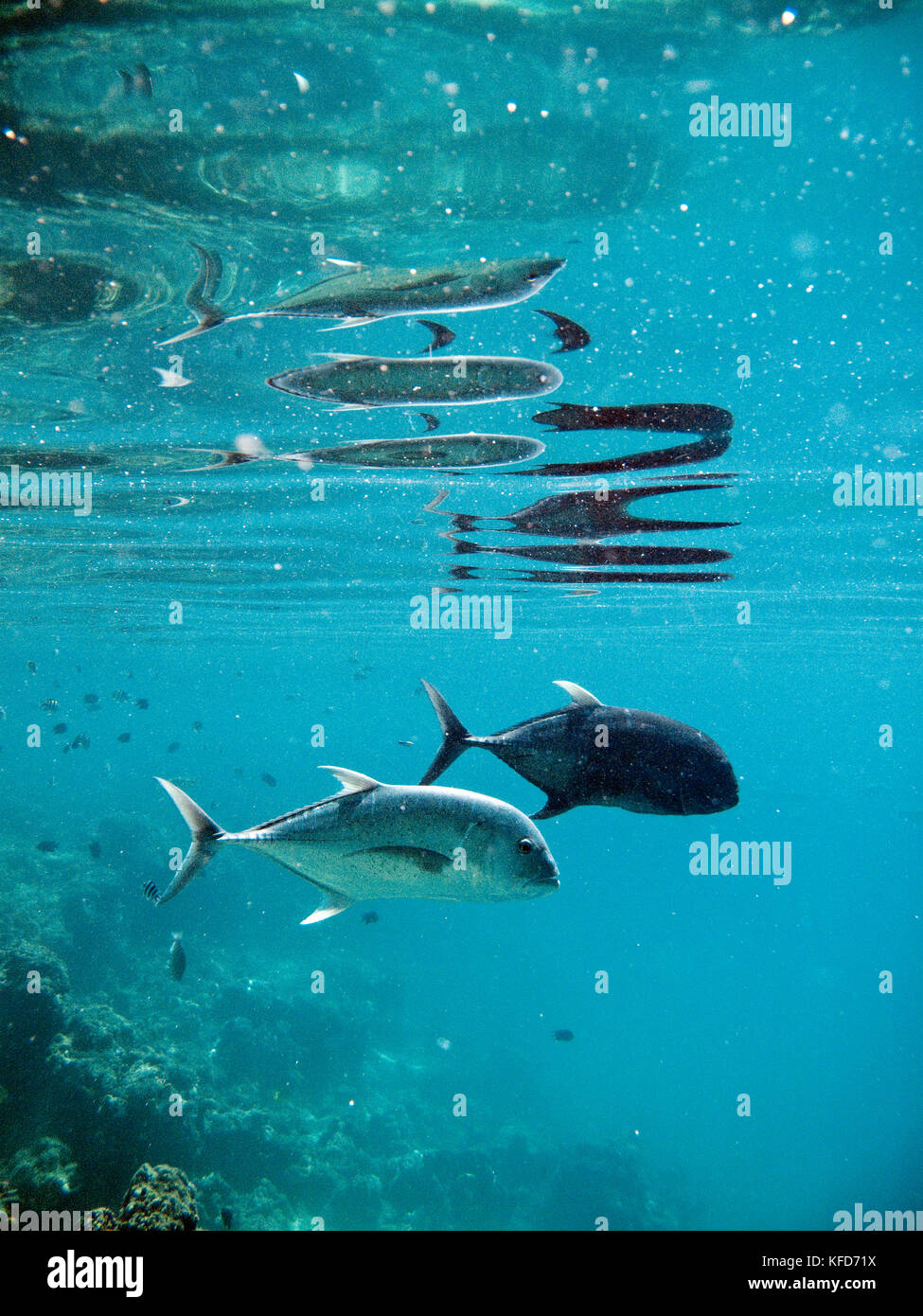 PHILIPPINES, Palawan, El Nido, Maniloc Island, jack fish swim in the shallow waters at Miniloc Island Resort, Bacuit Bay in the South China Sea Stock Photo