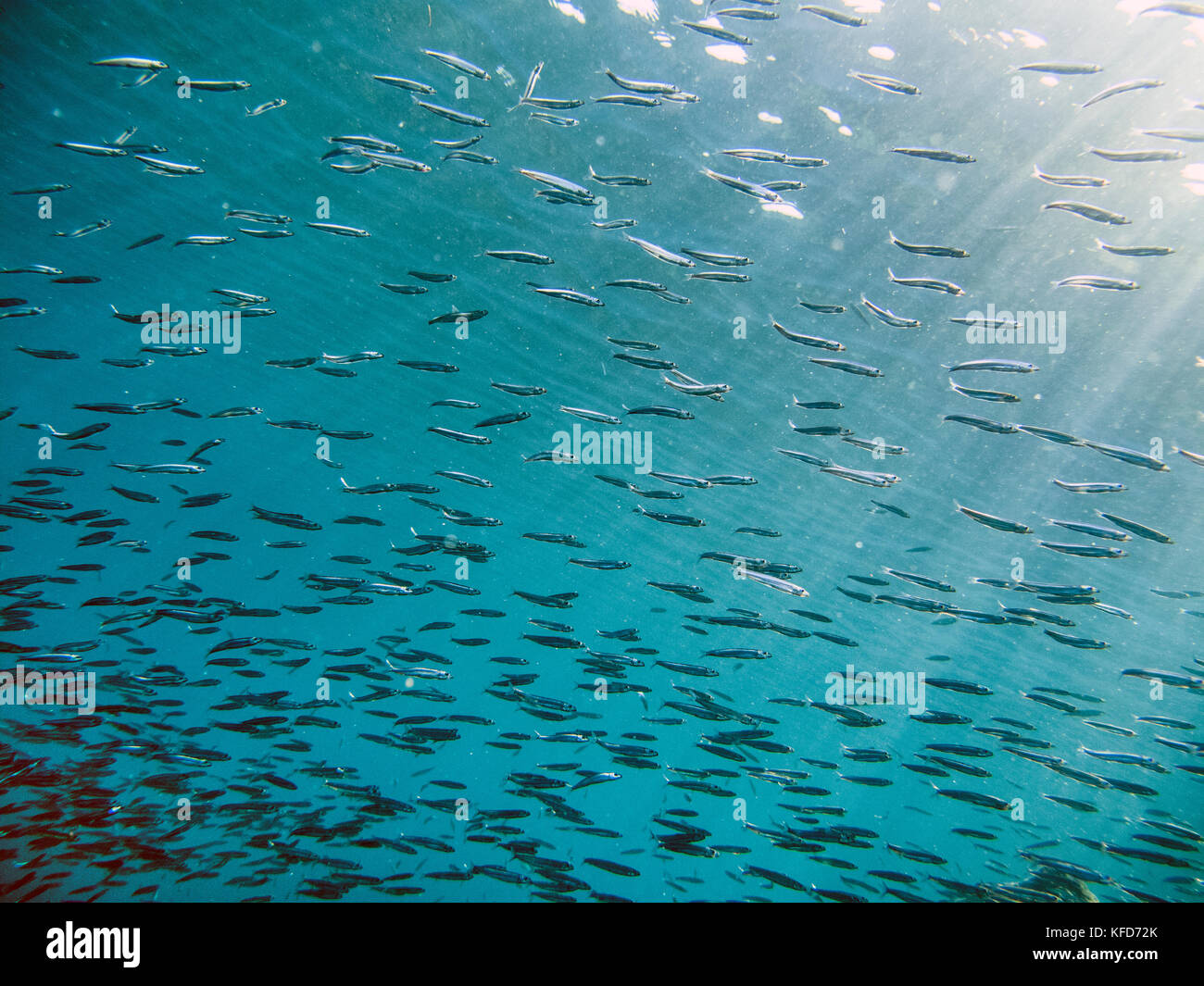 Pla Wan Fish PHILIPPINES, Palawan, El Nido, Entalula Island, small fish swim near ...