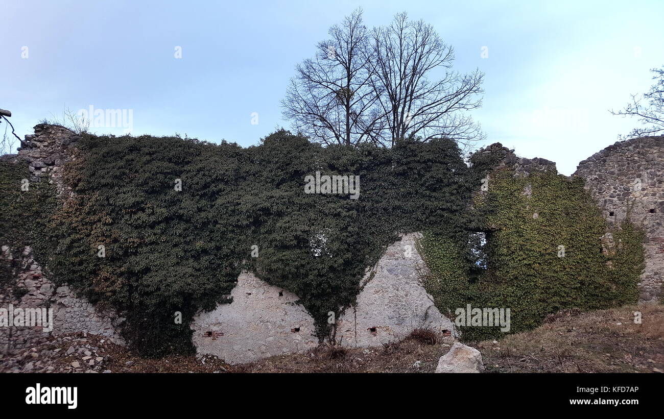 Completely overgrown stone castle wall ruins with two trees growing ...