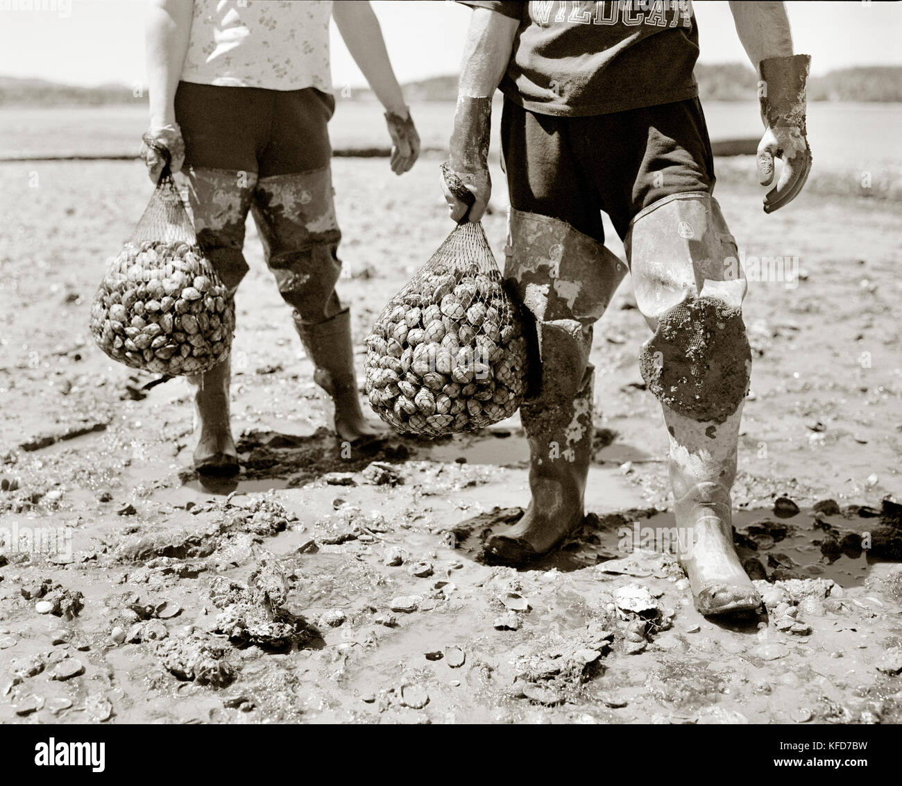 USA, Washington State, people carrying harvested mussels, Puget Sound