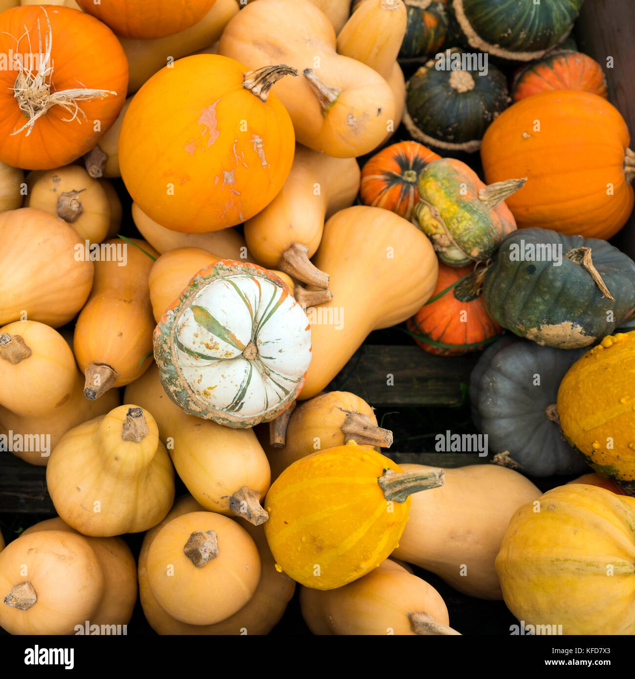 closeup of several different pumpkins Stock Photo - Alamy